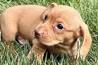 Wilson, a male Dachshund for sale in Sturgis, MI – 3 of 10