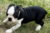 Libby, a female Boston Terrier for sale in Sturgis, MI – 4 of 10
