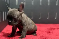 Dawn, a female French Bulldog for sale in Sturgis, MI – 7 of 9