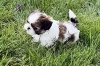 Velvet, a female Shih Tzu for sale in Sturgis, MI – 7 of 10