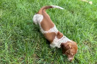 Martha , a female Dachshund for sale in Sturgis, MI – 5 of 5