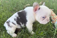 Ona , a female French Bulldog for sale in Sturgis, MI – 6 of 9