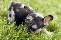 Tiny, a female French Bulldog for sale in Sturgis, MI – 3 of 10