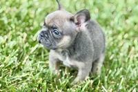 Star, a female French Bulldog for sale in Sturgis, MI – 4 of 10