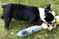 Noble, a female Boston Terrier for sale in Sturgis, MI – 7 of 9