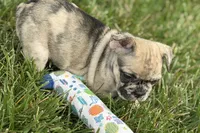 Sadie, a female French Bulldog for sale in Sturgis, MI – 8 of 10