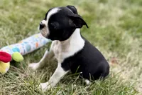 Nessa , a female Boston Terrier for sale in Sturgis, MI – 4 of 9
