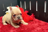 Walter, a male French Bulldog for sale in Sturgis, MI – 4 of 9
