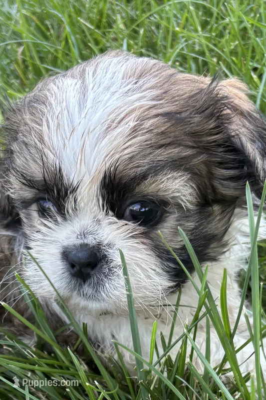 Iris – Shih Tzu puppy for sale in Sturgis, MI