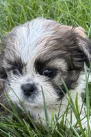 Iris, a female Shih Tzu for sale in Sturgis, MI – 1 of 6