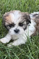 Iris, a female Shih Tzu for sale in Sturgis, MI – 4 of 6