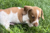 Master, a female Dachshund for sale in Sturgis, MI – 4 of 6