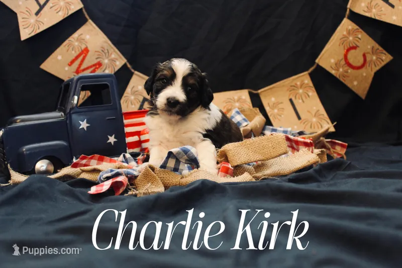 Charlie Kirk, a male Miniature Bernedoodle for sale in Lawton, OK – Photo 1 of 1