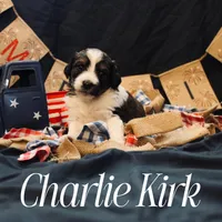 Charlie Kirk, a male Miniature Bernedoodle for sale in Lawton, OK – Photo 1 of 2