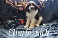 Charlie Kirk, a male Miniature Bernedoodle for sale in Lawton, OK – Photo 2 of 2