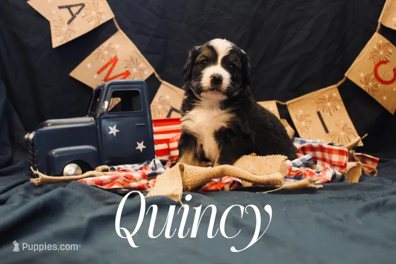 Quincy, a female Miniature Bernedoodle for sale in Lawton, OK – Photo 1 of 1