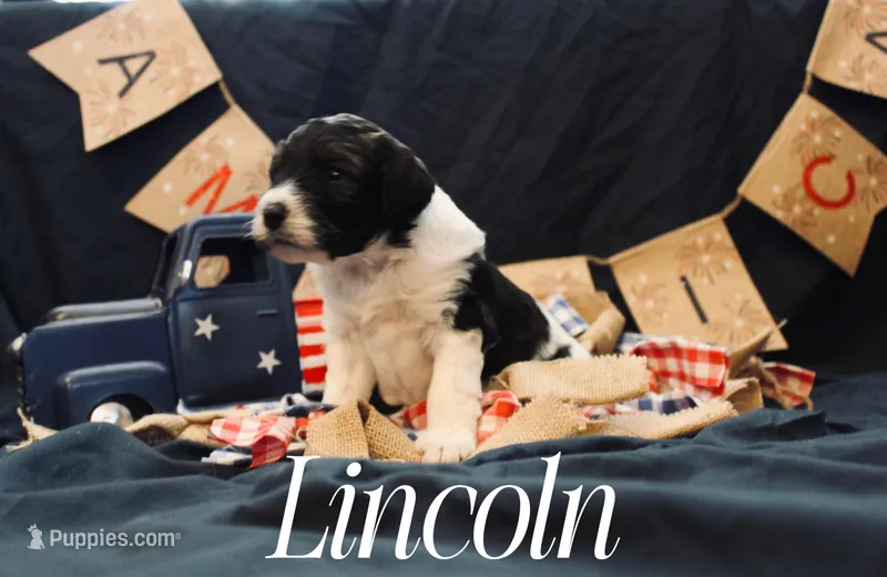 Lincoln, a male Miniature Bernedoodle for sale in Lawton, OK – Photo 1 of 1
