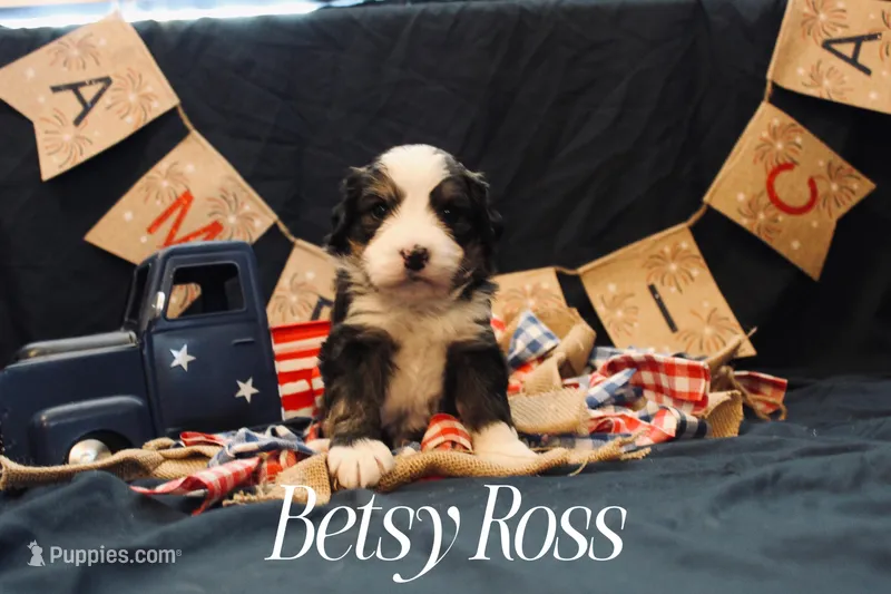 Betsy Ross, a female Miniature Bernedoodle for sale in Lawton, OK – Photo 1 of 1