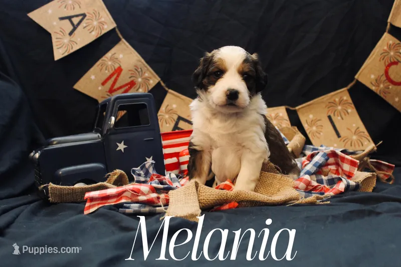 Melania, a female Miniature Bernedoodle for sale in Lawton, OK – Photo 1 of 1