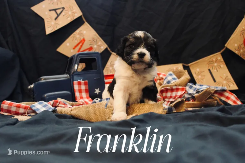 Franklin, a male Miniature Bernedoodle for sale in Lawton, OK – Photo 1 of 1