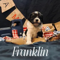 Franklin, a male Miniature Bernedoodle for sale in Lawton, OK – Photo 1 of 2