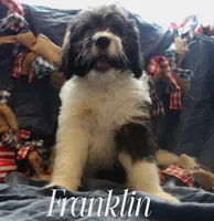 Franklin, a male Miniature Bernedoodle for sale in Lawton, OK – Photo 2 of 2
