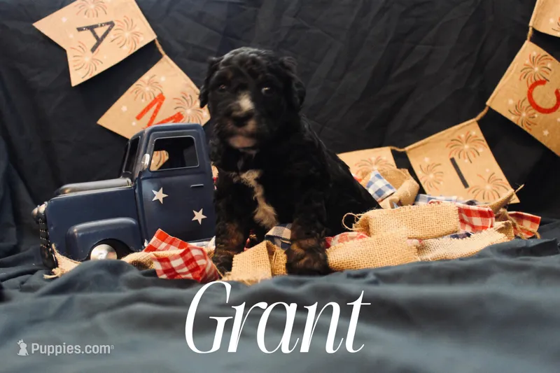 Grant, a male Miniature Bernedoodle for sale in Lawton, OK – Photo 1 of 1