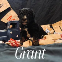 Grant, a male Miniature Bernedoodle for sale in Lawton, OK – Photo 1 of 2