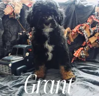 Grant, a male Miniature Bernedoodle for sale in Lawton, OK – Photo 2 of 2