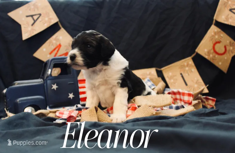 Eleanor – Bernedoodle puppy for sale in Lawton, OK