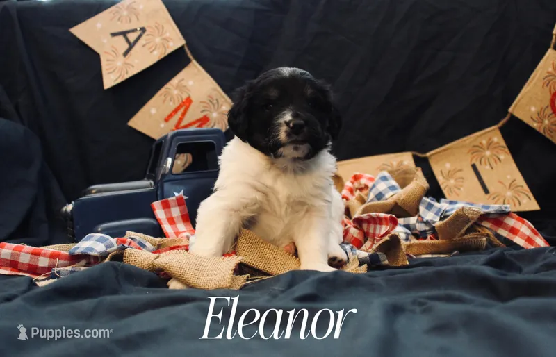 Eleanor, a female Bernedoodle for sale in Lawton, OK – Photo 1 of 1