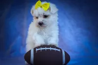  Miley 🎀, a female Maltese for sale in Fresno, OH – 8 of 10