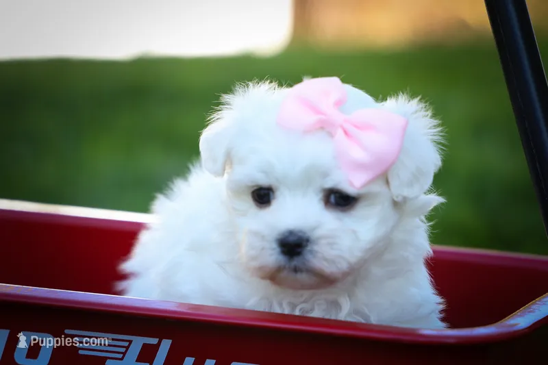 Maribel ❤️ – Maltese puppy for sale in Fresno, OH