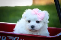Maribel ❤️, a female Maltese for sale in Fresno, OH – 1 of 10