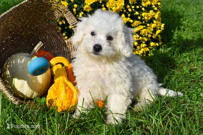   Tyler💙 – Bichon Frise puppy for sale in Fresno, OH