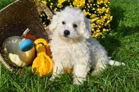   Tyler💙, a male Bichon Frise for sale in Fresno, OH – 2 of 10