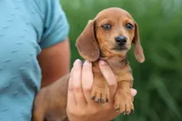 Tyson 💙, a male Miniature Dachshund for sale in Fresno, OH – 3 of 10
