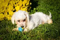 Mason 🦴, a male Maltese for sale in Fresno, OH – 7 of 10
