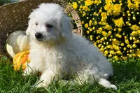   Tyler💙, a male Bichon Frise for sale in Fresno, OH – 4 of 10
