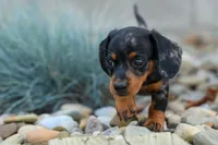 Tilly 🎀, a female Miniature Dachshund for sale in Fresno, OH – 2 of 9