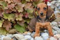 Sweet Pea 🎀, a female Dachshund for sale in Fresno, OH – 2 of 10