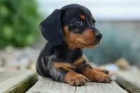 Tilly 🎀, a female Miniature Dachshund for sale in Fresno, OH – 4 of 9