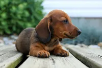 Snoopy💙, a male Dachshund for sale in Fresno, OH – 5 of 10