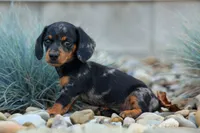 Tilly 🎀, a female Miniature Dachshund for sale in Fresno, OH – 7 of 9