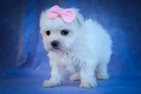 Maribel ❤️, a female Maltese for sale in Fresno, OH – 4 of 10
