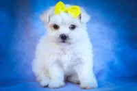  Miley 🎀, a female Maltese for sale in Fresno, OH – 4 of 10