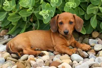 Scooter 🐾, a male Dachshund for sale in Fresno, OH – 4 of 8