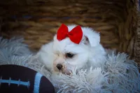 Mirella 💗, a female Maltese for sale in Fresno, OH – 5 of 10