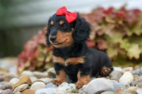 Tucker 🐶, a male Miniature Dachshund for sale in Fresno, OH – 6 of 8