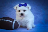Marley ✨, a male Maltese for sale in Fresno, OH – 4 of 9
